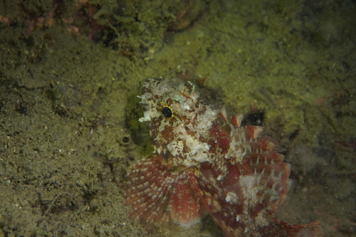Chained scorpionfish (Scorpaena papillosa) — Scorpaenidae — 4