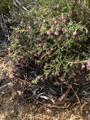 Erica labialis