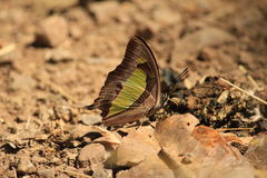 Polyura bharata
