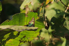 Polyura