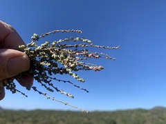 Atriplex julacea