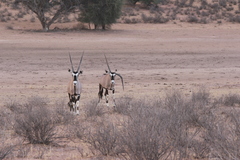 Oryx gazella