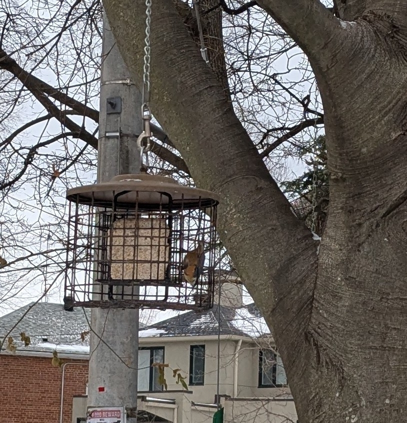 Red-breasted Nuthatch (Sitta canadensis), photo 6