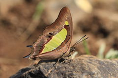 Polyura