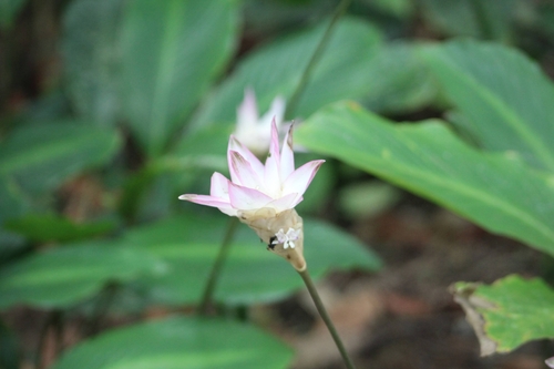 Tulip calathea (Goeppertia loeseneri)