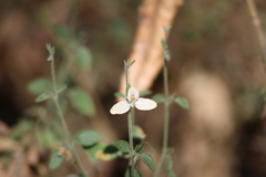Carlowrightia neesiana