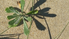 Senecio crassiflorus