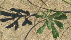 Senecio crassiflorus