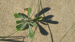 Senecio crassiflorus