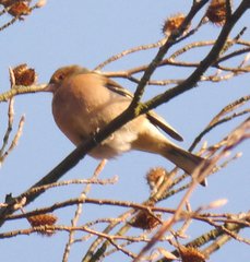 Fringilla coelebs coelebs