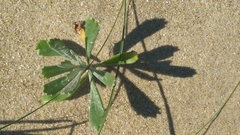 Senecio crassiflorus