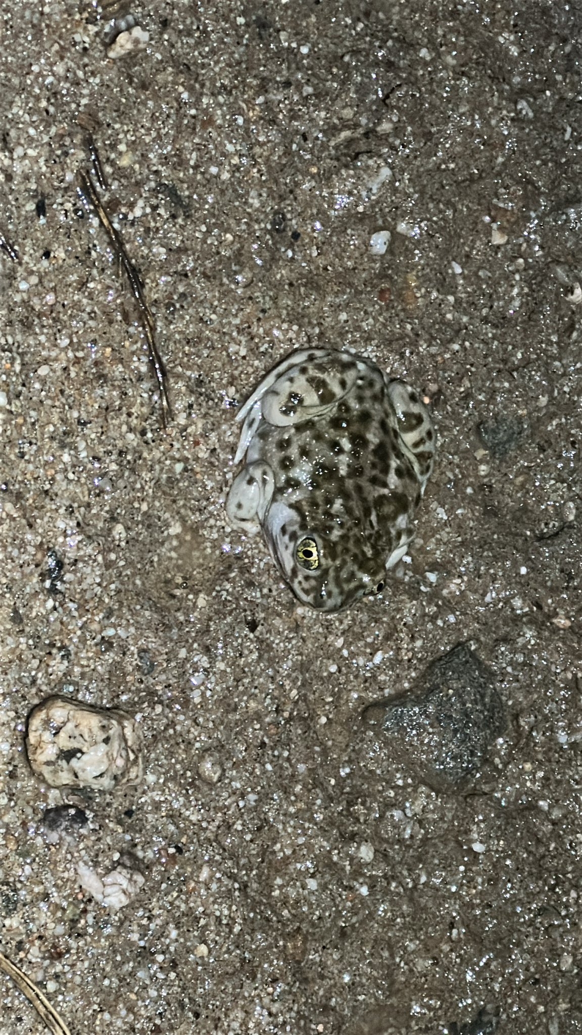 Spea hammondii (Baird, 1859)