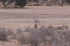 Oryx gazella