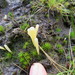 Clavaria argillacea - Photo (c) Stephen Moores, algunos derechos reservados (CC BY-NC), subido por Stephen Moores