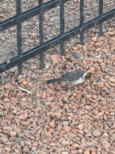 Red-crested Cardinal (Paroaria coronata), photo 2