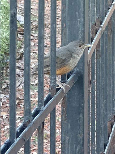 Rufous-bellied Thrush (Turdus rufiventris), photo 2