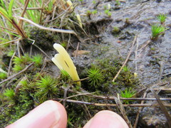 Clavaria argillacea
