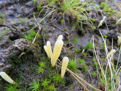 Clavaria argillacea