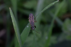 Paraparomius leptopoides