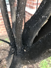 Eriococcus lagerstroemiae