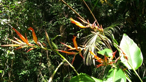 Image of Canna paniculata by (c) marisnocatpiss, some rights reserved (CC BY)