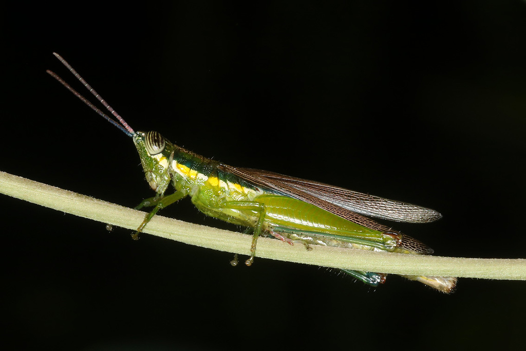Stenopola puncticeps