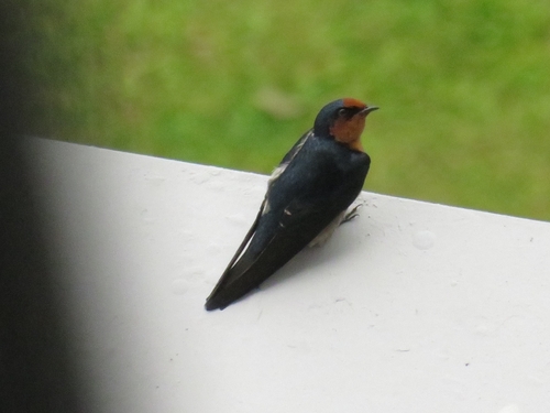 Hirundo javanica