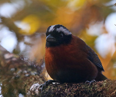 Oreothraupis arremonops