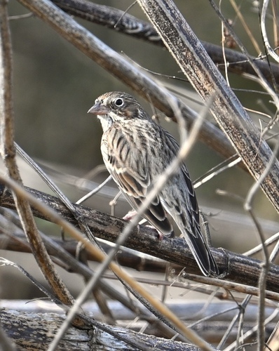 Vesper Sparrow (Pooecetes gramineus), photo 4