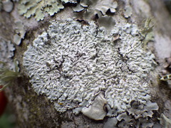 Physcia tribacioides