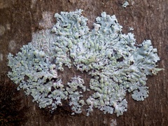 Physcia tribacioides