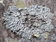Physcia tribacioides