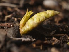 Gymnospermium odessanum