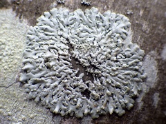 Physcia tribacioides