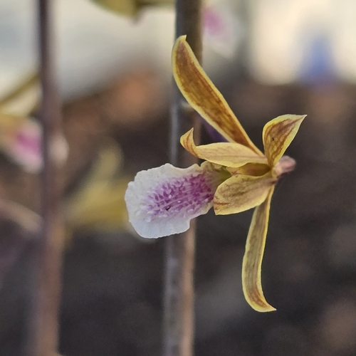 Foto de Eulophia graminea