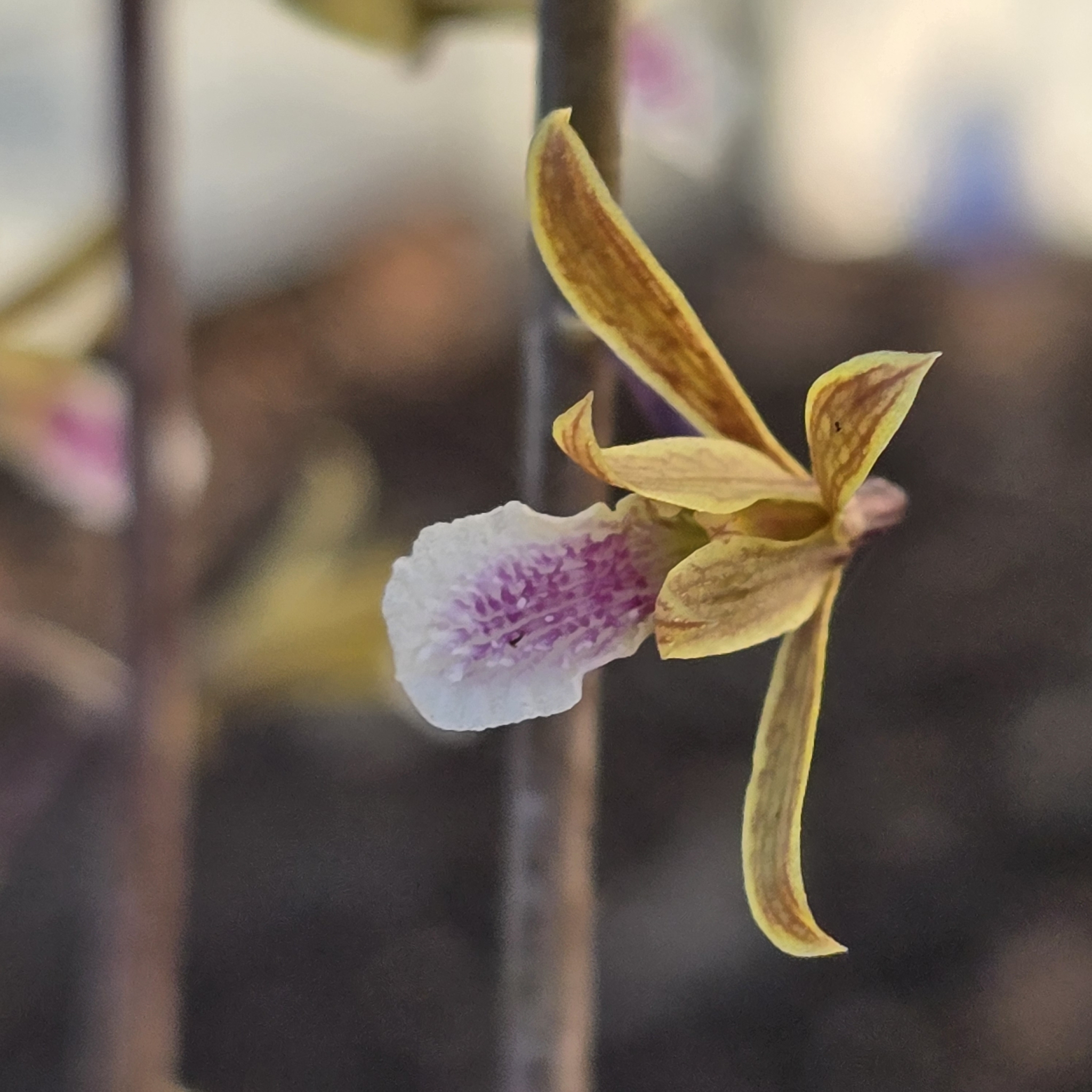 Imagem de Eulophia graminea
