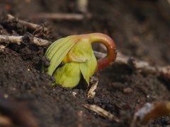 Gymnospermium odessanum