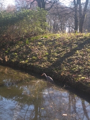 Ardea cinerea
