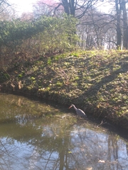 Ardea cinerea