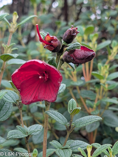 Red Princess Flower (Chaetogastra grossa)