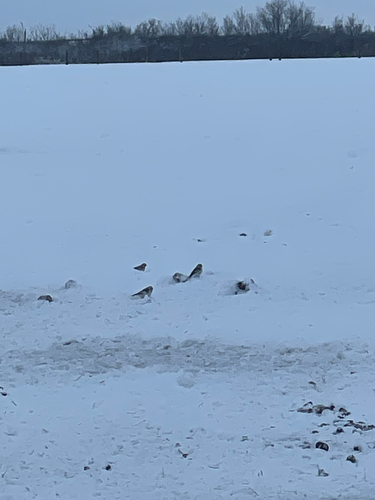 Snow Bunting (Plectrophenax nivalis), photo 2