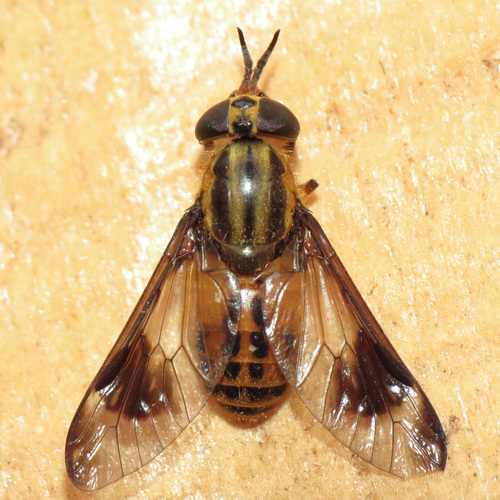 Chrysops lateralis photo 4