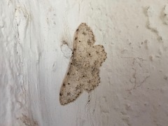 Scopula plantagenaria