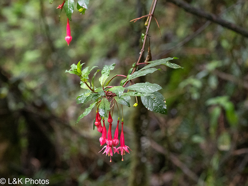 Fuchsia petiolaris, photograph 6