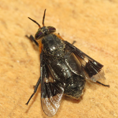 Chrysops cincticornis