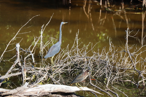 Green Heron (Butorides virescens), photo 7