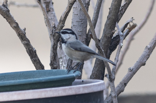 Mountain Chickadee (Poecile gambeli), photo 4