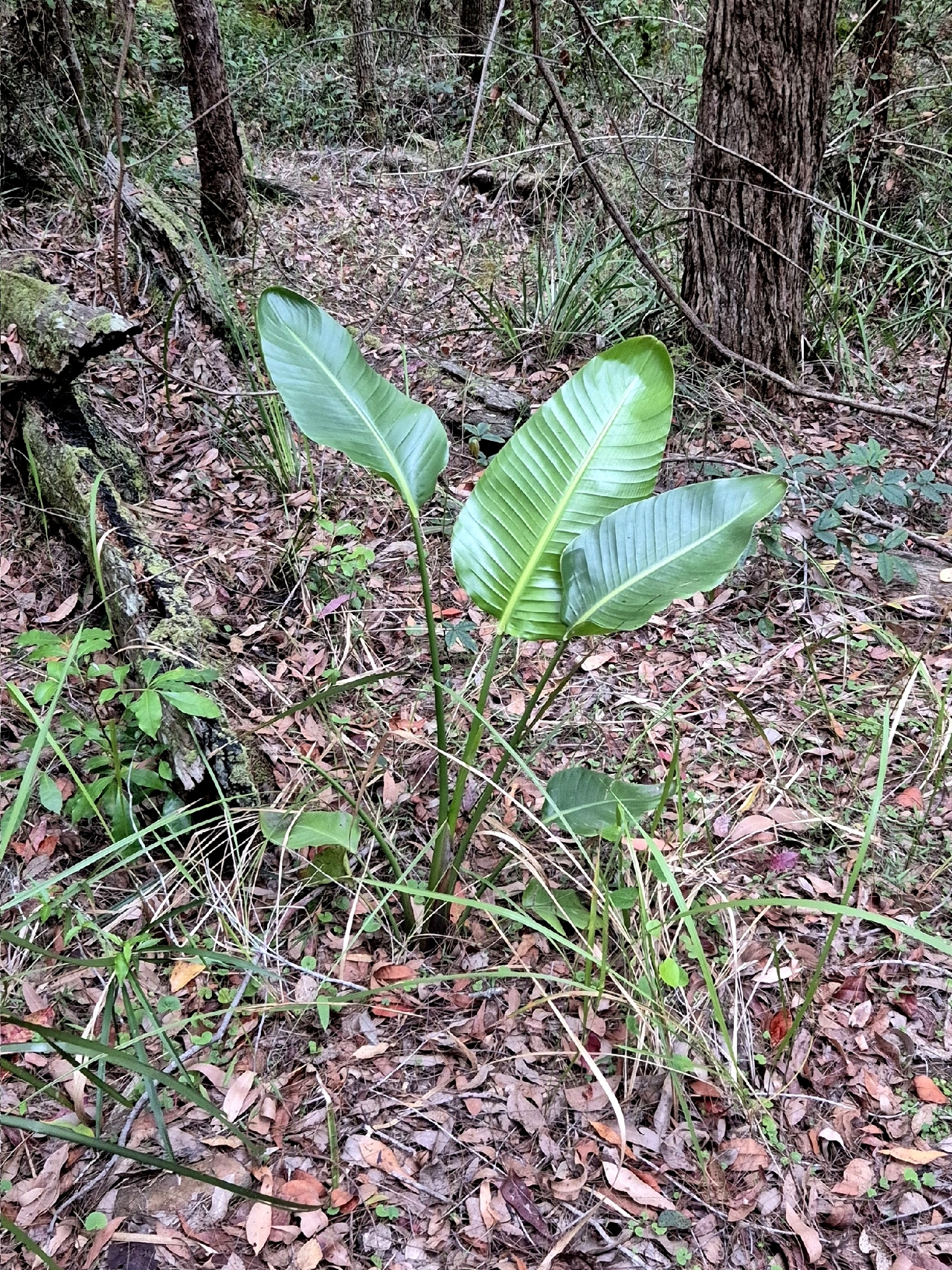 Strelitzia × kewensis S.A.Skan 2