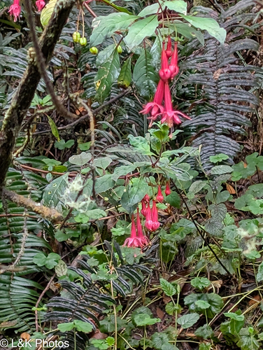 Fuchsia petiolaris, photograph 5