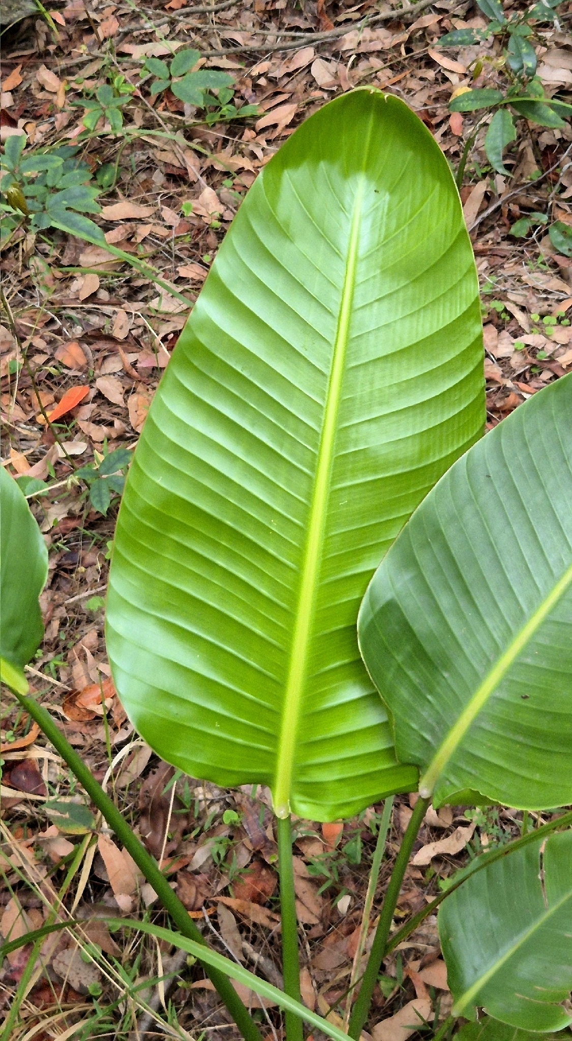 Strelitzia × kewensis S.A.Skan 3